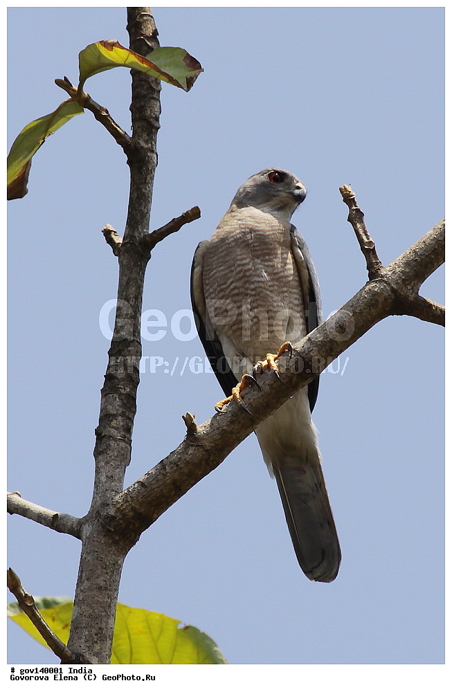 ������� �������, ���� ������, �����, ���������� �����, ��������, ��������, �����, �����, ��������, �����������, ������ �����, ������ �����, ����������, Accipitridae, XYZ, ������������� �����, Accipiter badius