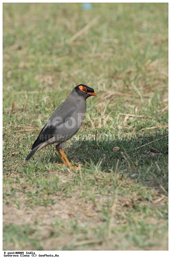 ������� ����������, ���� ������-������, �����, ���������� �����, ��������, ��������, �����, �����, ��������, �����������, ����������, Sturnidae, XYZ, ��������� �����, Acridotheres ginginianus