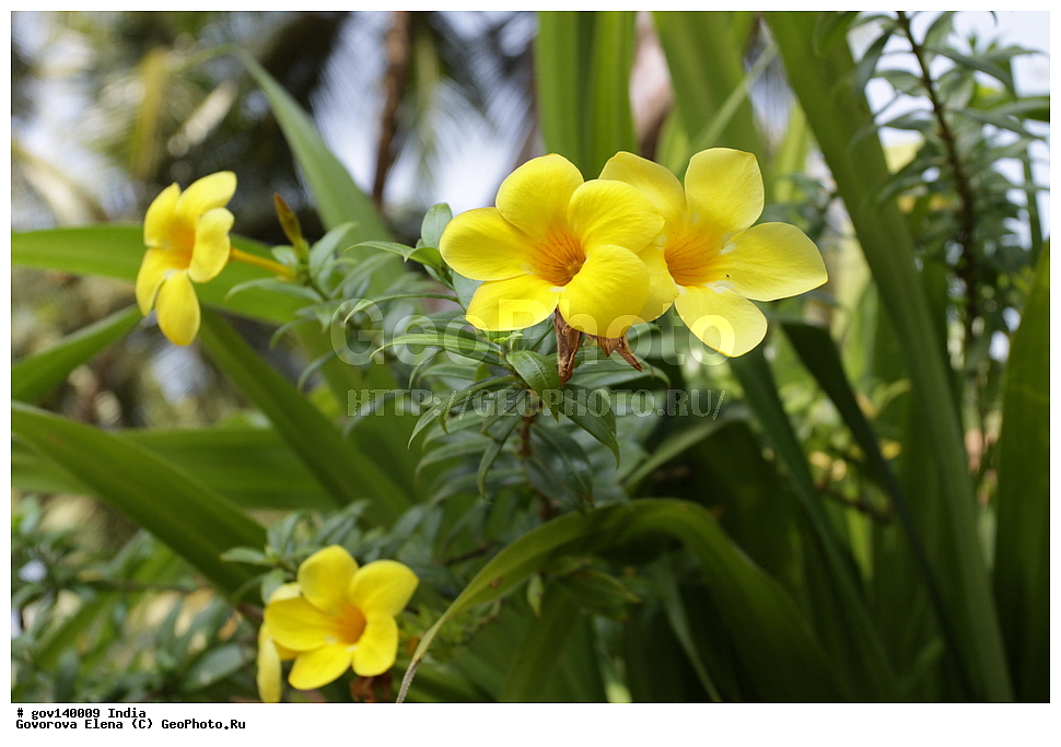 ������� �������, ���� ������, �����, ���������� �����, ������ ��������, ��������, �����, ���������� ��������, �������, ������� ��������, ������, �����, ����������� ��������, �����, ����������� ��������, �����, ����������� ��������, �����������, ������������ ��������, ������������ ��������, ������������, ������������ �����������, �����������, ������������, XYZ, ��������, Apocynaceae, ��������� ������������, Allamanda cathartica