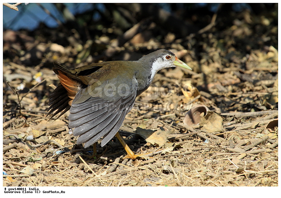 ������������ ���� �������� �����, ���������, ���� ����������, �����, ���������� �����, ��������, ��������, �����, �����, ��������, �����������, �����������, Rallidae, XYZ, ���������� �������, ���������� ����� ��������, ���������� ������������ ���������, ���������� �������, Amaurornis phoenicurus