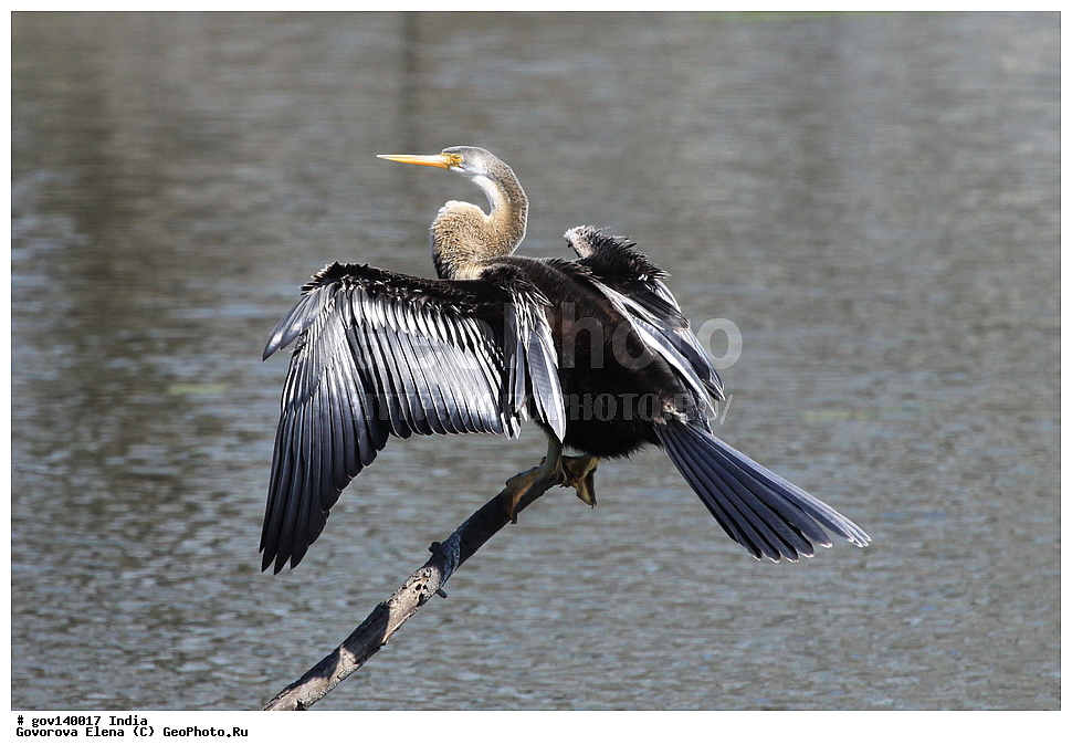 ������������ ���� �������� �����, ���������, ���� ����������, �����, ���������� �����, ��������, ��������, �����, �����, ��������, �����������, ������������, Anhingidae, XYZ, ��������� ���������, Anhinga melanogaster