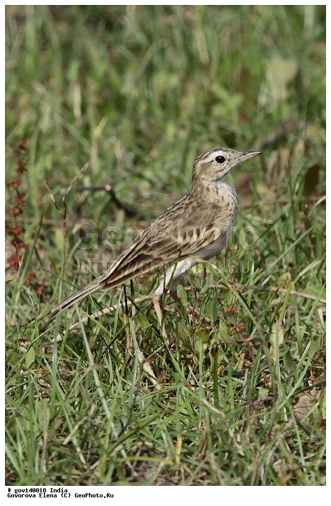 ������� ����������, ���� ������-������, �����, ���������� �����, ��������, ��������, �����, �����, ��������, �����������, �������������, Motacillidae, XYZ, ������� �����, ������� �����, Anthus richardi