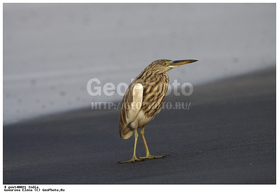 ������� �������, ���� ������, �����, ���������� �����, ��������, ��������, �����, �����, ��������, �����������, ��������, Ardeidae, XYZ, ��������� ����� �����, ��������� ������ �����, ��������� �������� �����, Ardeola grayii