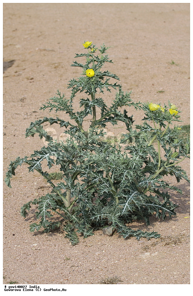 ������� ����������, ���� ������-������, �����, ���������� �����, ������ ��������, ��������, �����, ���������� ��������, �������, ������� ��������, ������, �����, ����������� ��������, �����, ����������� ��������, �����, ����������� ��������, �����������, ������������ ��������, ������������ ��������, ������������, ������������ �����������, �����������, ������������, XYZ, �������, Papaveraceae, �������� ������������, ������������ ������� ���, Argemone mexicana