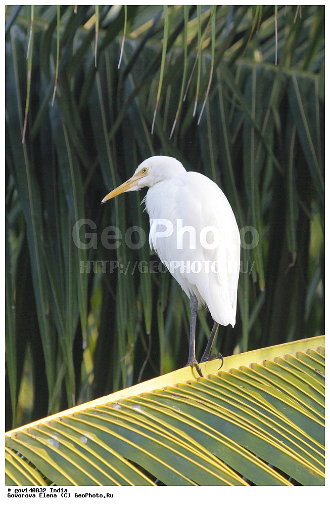 ������� �������, ���� ������, �����, ���������� �����, ��������, ��������, �����, �����, ��������, �����������, ��������, Ardeidae, XYZ, ��������� ���������� �����, Bubulcus coromandus