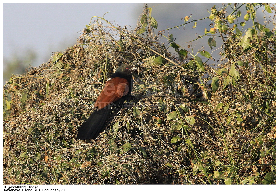 ������������ ���� �������� �����, ���������, ���� ����������, �����, ���������� �����, ��������, ��������, �����, �����, ��������, �����������, ����������, Cuculidae, XYZ, ��������� �������, ������������ ��������� �������, ��������� ������, Centropus sinensis