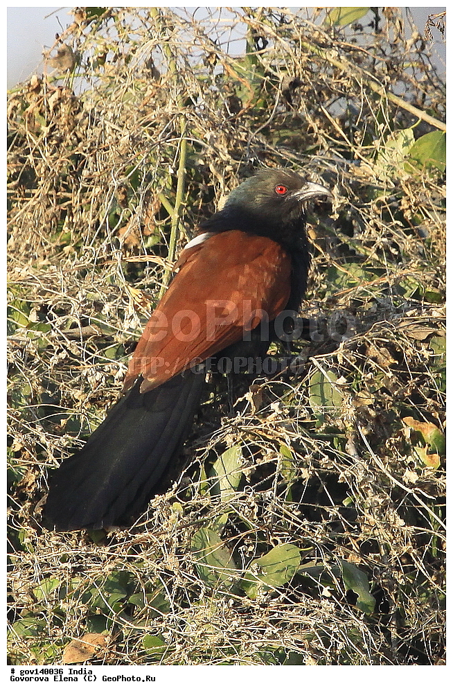 ������������ ���� �������� �����, ���������, ���� ����������, �����, ���������� �����, ��������, ��������, �����, �����, ��������, �����������, ����������, Cuculidae, XYZ, ��������� �������, ������������ ��������� �������, ��������� ������, Centropus sinensis