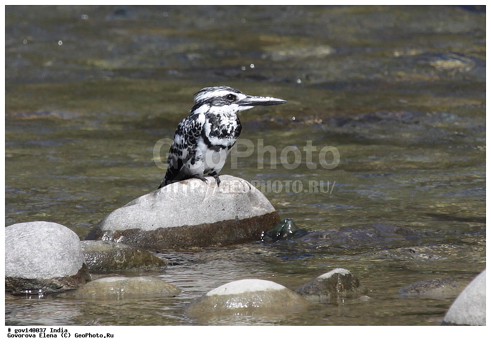 ��������, �������� ����, ������������ ���� ���� �������, ���� �����������, ����������, �����, ���������� �����, ��������, ��������, �����, �����, ��������, �����������, ������������, Alcedinidae, XYZ, ����� ����� ���������, Ceryle rudis