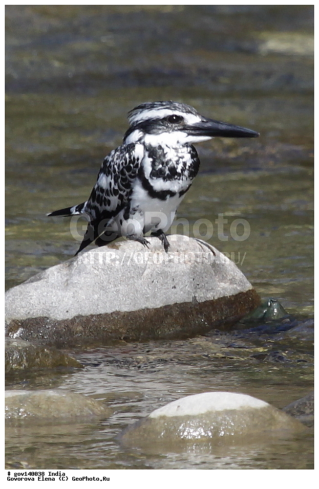 ��������, �������� ����, ������������ ���� ���� �������, ���� �����������, ����������, �����, ���������� �����, ��������, ��������, �����, �����, ��������, �����������, ������������, Alcedinidae, XYZ, ����� ����� ���������, Ceryle rudis