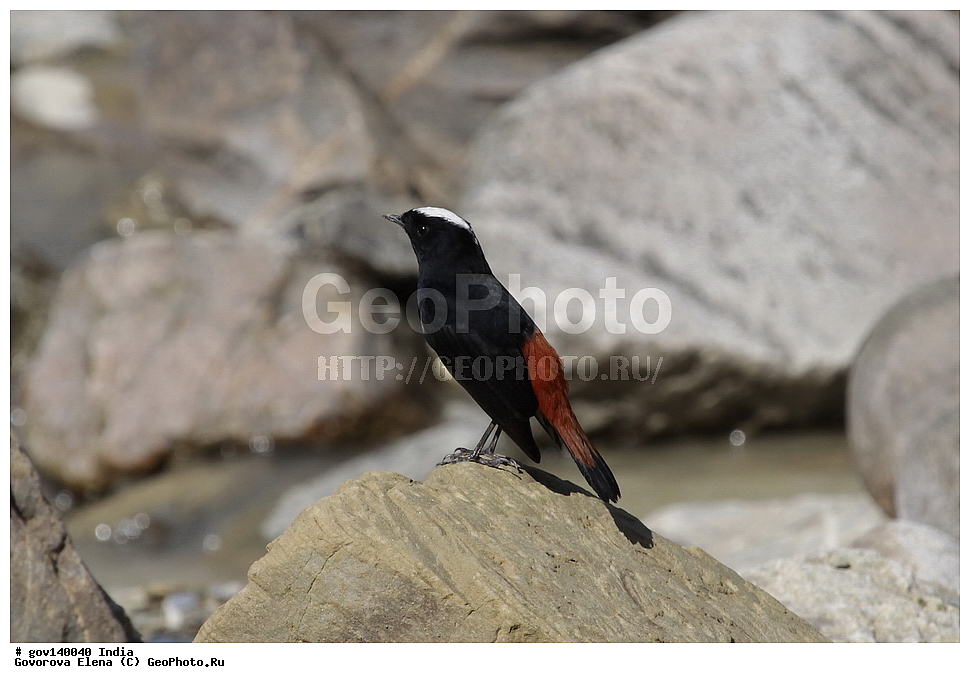 ��������, �������� ����, ������������ ���� ���� �������, ���� �����������, ����������, �����, ���������� �����, ��������, ��������, �����, �����, ��������, �����������, ������������, Muscicapidae, XYZ, ������� �����������, Chaimarrornis leucocephalus