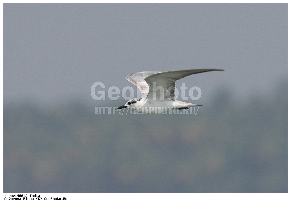 ������ ������, �������, �������, ���� ������, �����, ���������� �����, ��������, ��������, �����, �����, ��������, �����������, ������� �����, ������� �����, XYZ, ���������, Sternidae, ��������� �������� ������, ��������� ������, ��������� ������, ��������� �������� ������, ������ ������, Chlidonias hybrida, Chlidonias hybridus