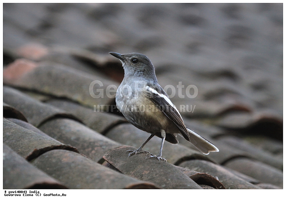 ����, �����, ���������� �����, ��������, ��������, �����, �����, ��������, �����������, XYZ, ������������, Muscicapidae, ������� ����-�����, ������� ������, ��������� ������� ������, Copsychus saularis