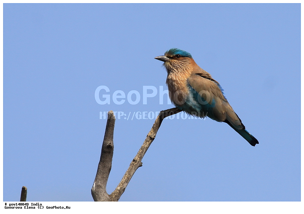 ������������ ���� �������� �����, ���������, ���� ����������, �����, ���������� �����, ��������, ��������, �����, �����, ��������, �����������, ��������������, Coraciidae, XYZ, ����������� �����������, Coracias benghalensis