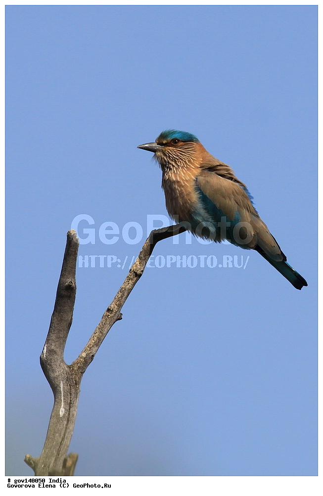 ������������ ���� �������� �����, ���������, ���� ����������, �����, ���������� �����, ��������, ��������, �����, �����, ��������, �����������, ��������������, Coraciidae, XYZ, ����������� �����������, Coracias benghalensis