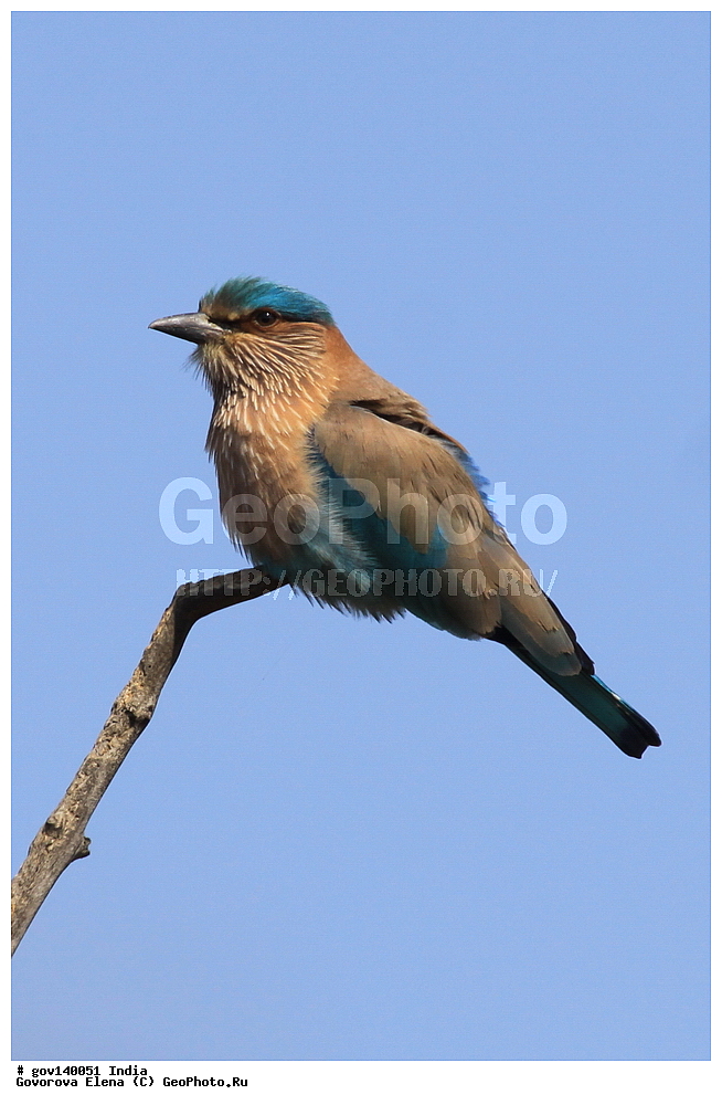 ������������ ���� �������� �����, ���������, ���� ����������, �����, ���������� �����, ��������, ��������, �����, �����, ��������, �����������, ��������������, Coraciidae, XYZ, ����������� �����������, Coracias benghalensis