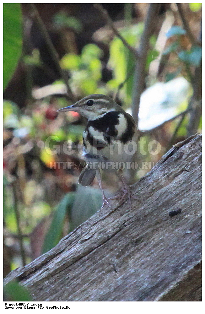 ������������ ���� ������, ������� �������, ���� ������, �����, ���������� �����, ��������, ��������, �����, �����, ��������, �����������, XYZ, �������������, Motacillidae, ��������� ����������, Dendronanthus indicus