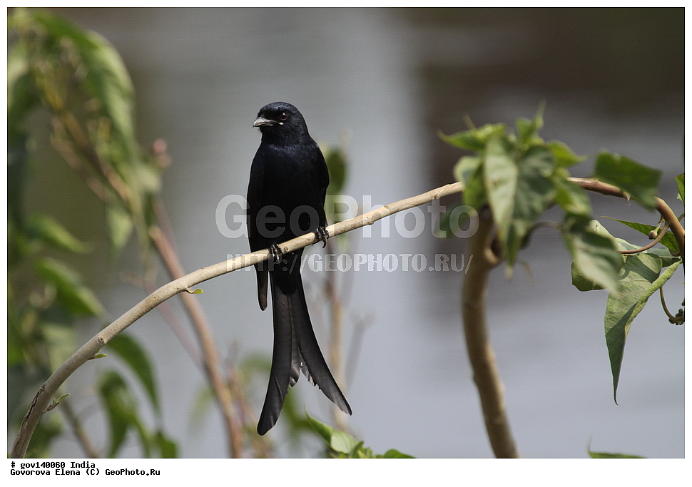 ������� ����������, ���� ������-������, �����, ���������� �����, ��������, ��������, �����, �����, ��������, �����������, ���������, Dicruridae, XYZ, ׸���� ������, ������ ������, Dicrurus macrocercus