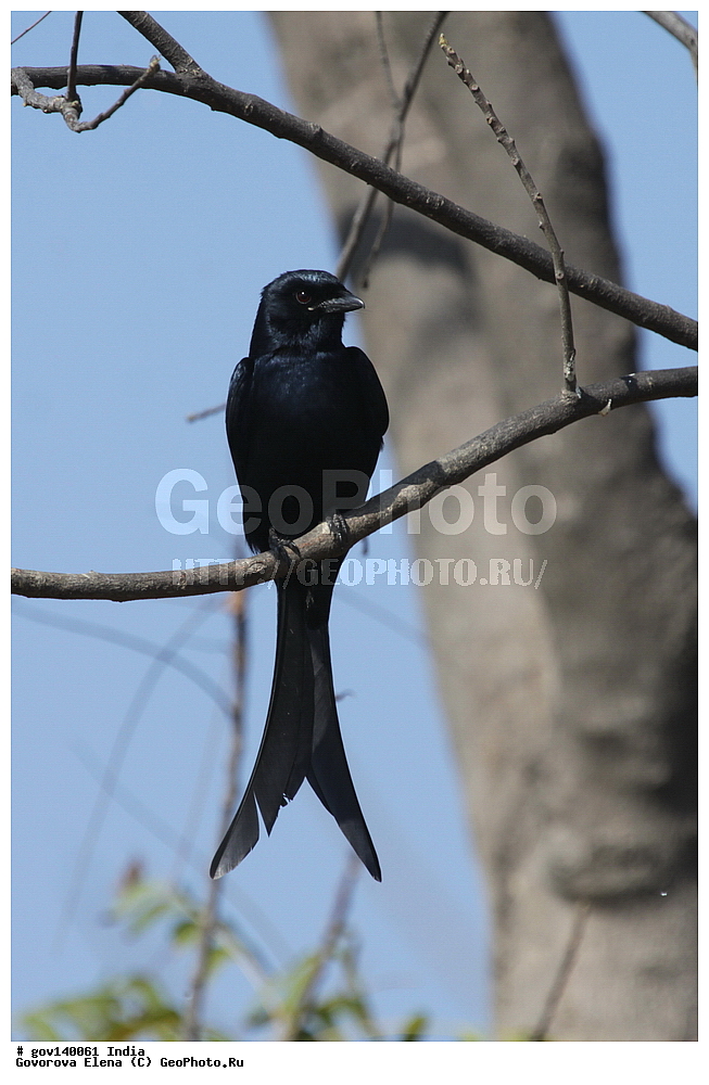 ��������, �������� ����, ������������ ���� ���� �������, ���� �����������, ����������, �����, ���������� �����, ��������, ��������, �����, �����, ��������, �����������, ���������, Dicruridae, XYZ, ׸���� ������, ������ ������, Dicrurus macrocercus