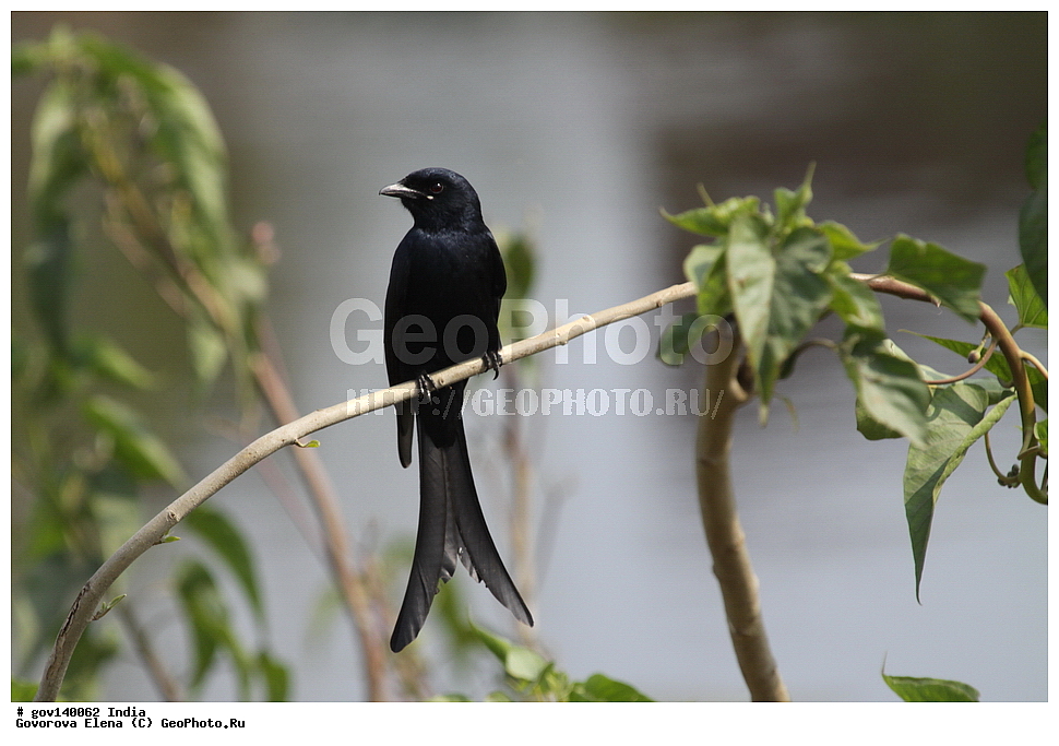 ������� ����������, ���� ������-������, �����, ���������� �����, ��������, ��������, �����, �����, ��������, �����������, ���������, Dicruridae, XYZ, ׸���� ������, ������ ������, Dicrurus macrocercus