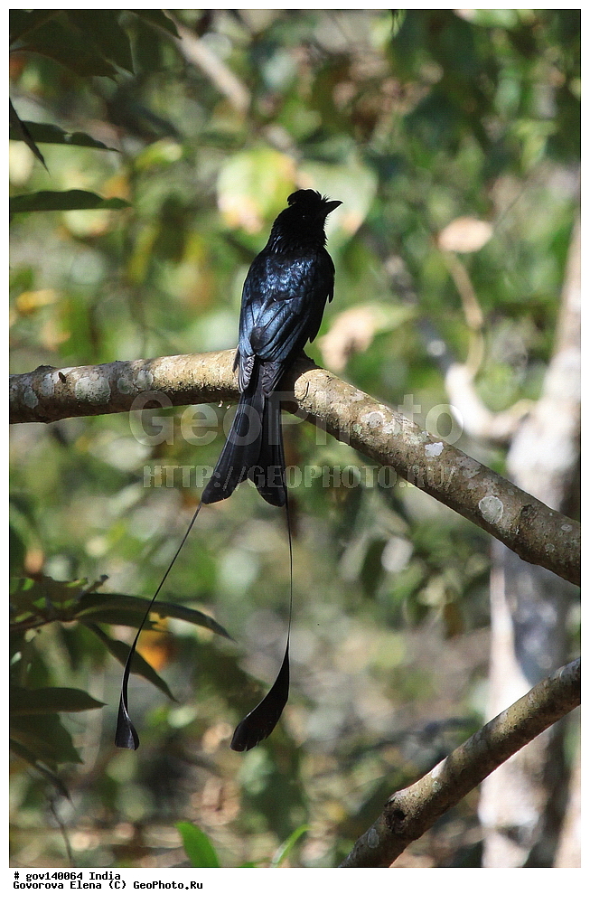 ������������ ���� ������, ������� �������, ���� ������, �����, ���������� �����, ��������, ��������, �����, �����, ��������, �����������, XYZ, ���������, Dicruridae, ������� ������, ������� ������������� ������, ������������� ������, Dicrurus paradiseus