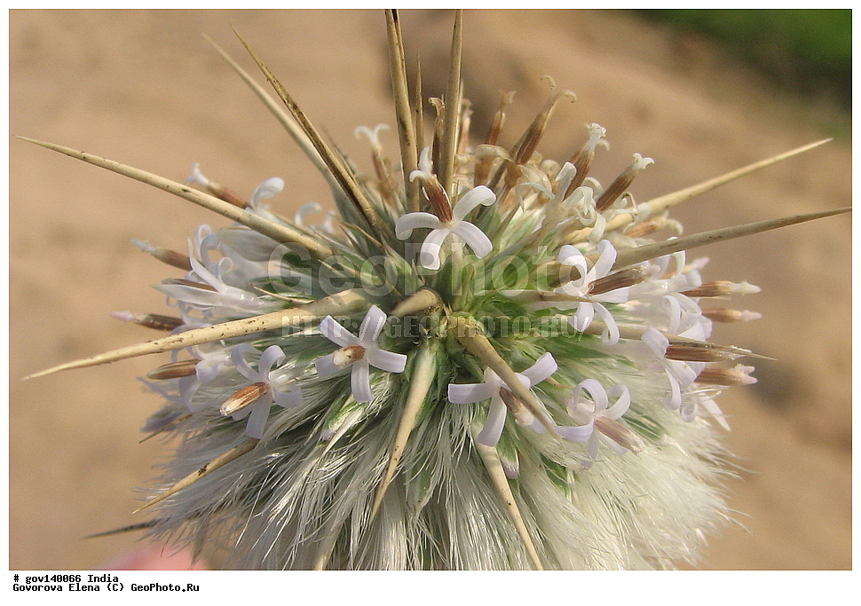 ������� ����������, ���� ������-������, �����, ���������� �����, ������ ��������, ��������, �����, ���������� ��������, �������, ������� ��������, ������, �����, ����������� ��������, �����, ����������� ��������, �����, ����������� ��������, �����������, ������������ ��������, ������������ ��������, ������������, ������������ �����������, �����������, ������������, XYZ, ��������, �������������, Asteraceae, Compositae, ��������� ���������, Echinops echinatus