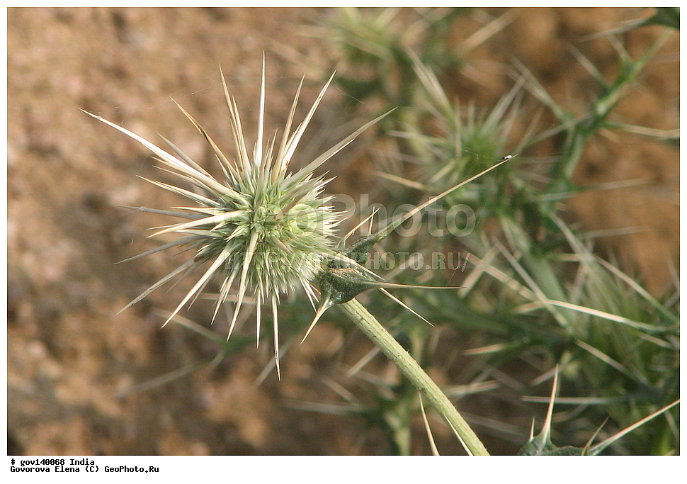 ������� ����������, ���� ������-������, �����, ���������� �����, ������ ��������, ��������, �����, ���������� ��������, �������, ������� ��������, ������, �����, ����������� ��������, �����, ����������� ��������, �����, ����������� ��������, �����������, ������������ ��������, ������������ ��������, ������������, ������������ �����������, �����������, ������������, XYZ, ��������, �������������, Asteraceae, Compositae, ��������� ���������, Echinops echinatus