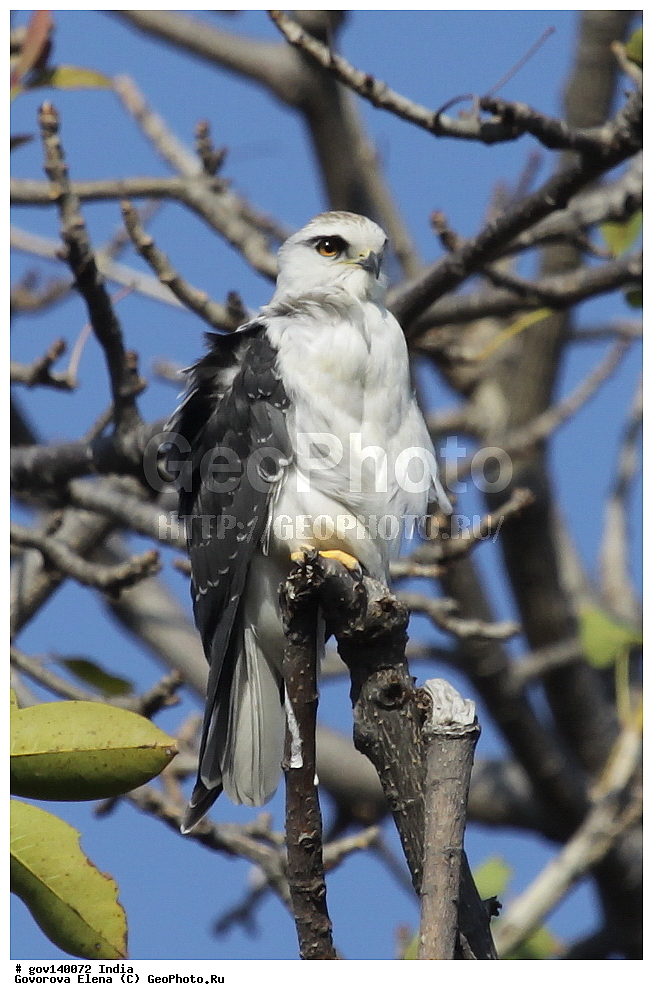 ��������, �������� ����, ������������ ���� ���� �������, ���� �����������, ����������, �����, ���������� �����, ��������, ��������, �����, �����, ��������, �����������, ����������, Accipitridae, XYZ, ����������� �������� ������, Elanus caeruleus, ������ �����, ������ �����