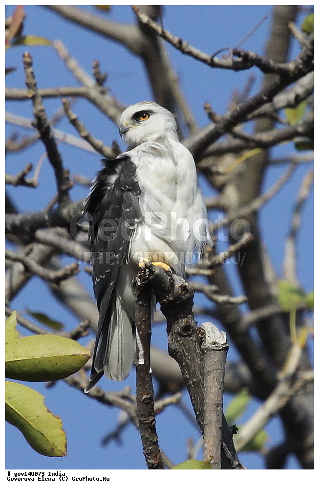 ��������, �������� ����, ������������ ���� ���� �������, ���� �����������, ����������, �����, ���������� �����, ��������, ��������, �����, �����, ��������, �����������, ����������, Accipitridae, XYZ, ����������� �������� ������, Elanus caeruleus, ������ �����, ������ �����