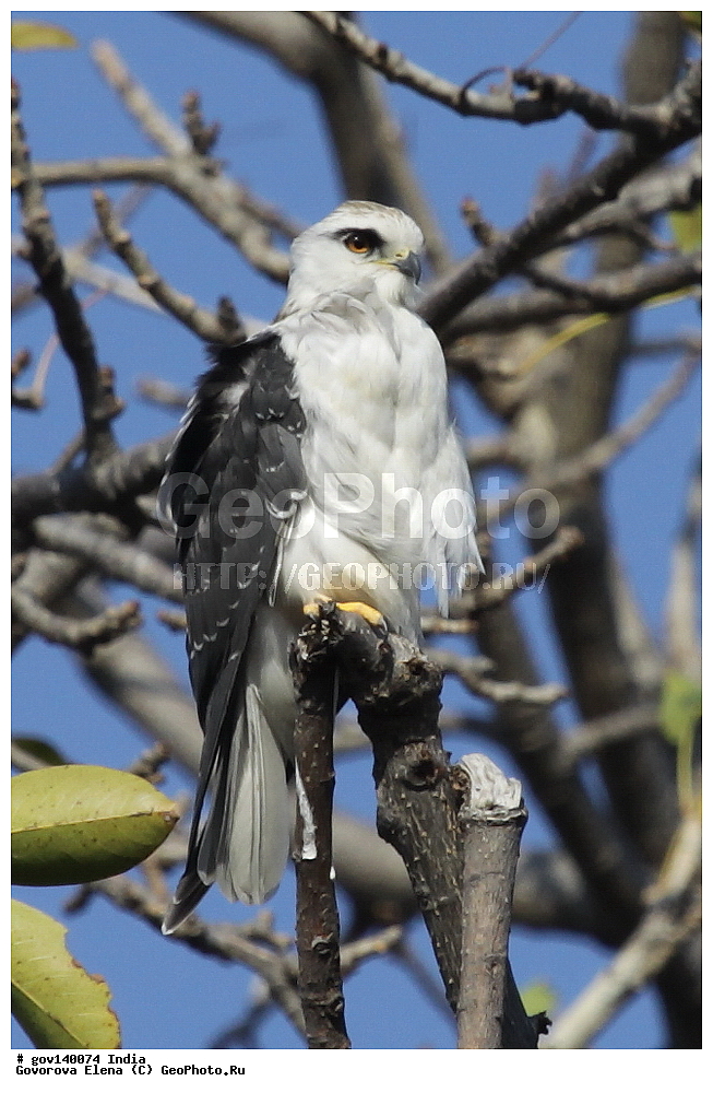 ��������, �������� ����, ������������ ���� ���� �������, ���� �����������, ����������, �����, ���������� �����, ��������, ��������, �����, �����, ��������, �����������, ����������, Accipitridae, XYZ, ����������� �������� ������, Elanus caeruleus, ������ �����, ������ �����