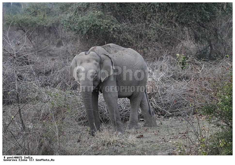 ��������, �������� ����, ������������ ���� ���� �������, ���� �����������, ����������, �����, ���������� �����, ��������, ��������, �������������, �������������, �����, �����, XYZ, ��������, Proboscidea, ��������� ����, ��������� ����, Elephas maximus