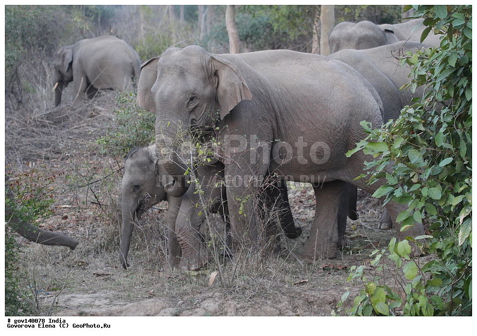 ��������, �������� ����, ������������ ���� ���� �������, ���� �����������, ����������, �����, ���������� �����, ��������, ��������, �������������, �������������, �����, �����, XYZ, ��������, Proboscidea, ��������� ����, ��������� ����, Elephas maximus