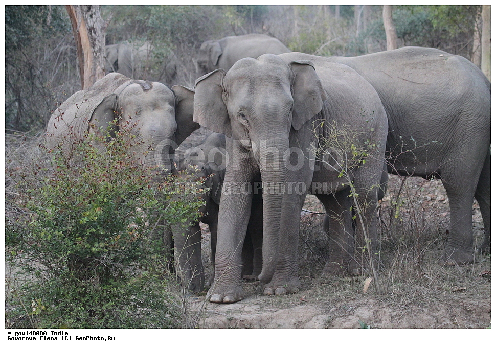 ��������, �������� ����, ������������ ���� ���� �������, ���� �����������, ����������, �����, ���������� �����, ��������, ��������, �������������, �������������, �����, �����, XYZ, ��������, Proboscidea, ��������� ����, ��������� ����, Elephas maximus