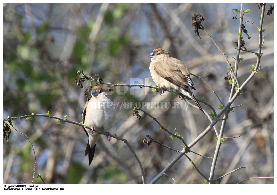 ������������ ���� �������� �����, ���������, ���� ����������, �����, ���������� �����, ��������, ��������, �����, �����, ��������, �����������, ��������� �������, ������������, Estrildidae, XYZ, ����������� �������, Lonchura malabarica, Euodice malabarica