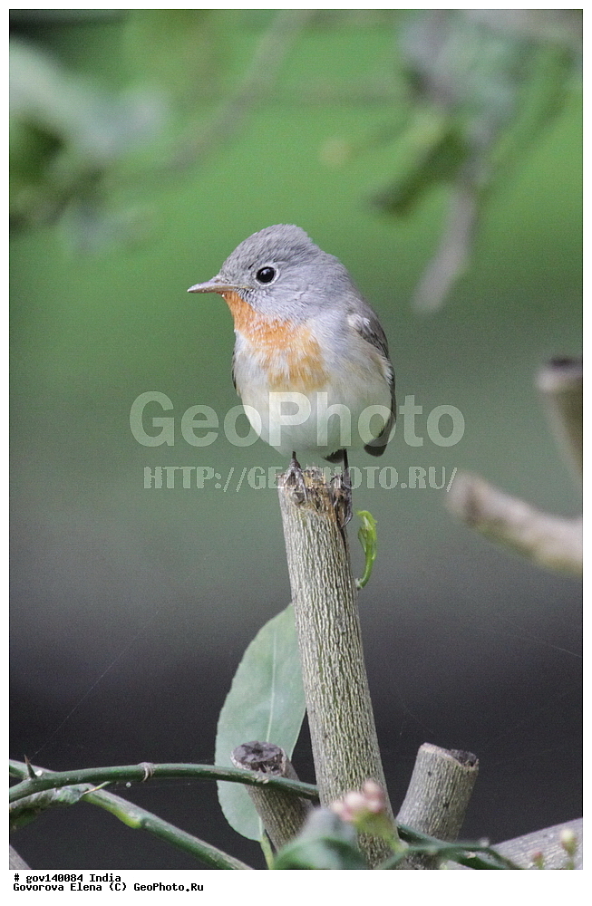 ��������, �������� ����, ������������ ���� ���� �������, ���� �����������, ����������, �����, ���������� �����, ��������, ��������, �����, �����, ��������, �����������, ������������, Muscicapidae, XYZ, ����� ���������, Ficedula parva