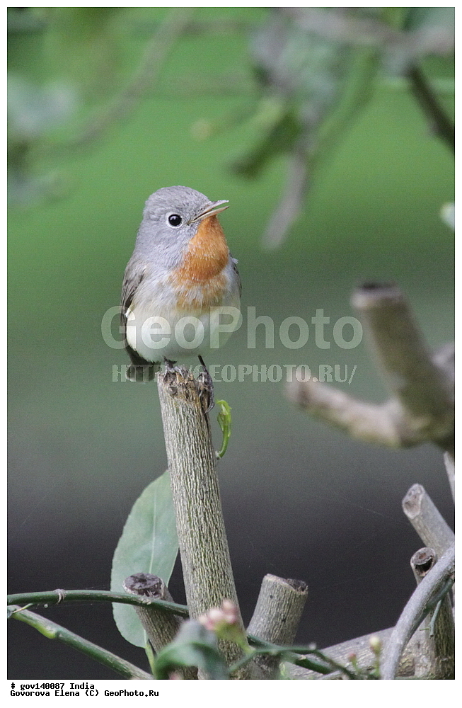 ��������, �������� ����, ������������ ���� ���� �������, ���� �����������, ����������, �����, ���������� �����, ��������, ��������, �����, �����, ��������, �����������, ������������, Muscicapidae, XYZ, ����� ���������, Ficedula parva