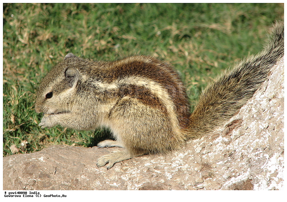 ����, �����, ���������� �����, ��������, ��������, �������������, �������������, �����, �����, XYZ, �������, Sciuridae, �������� ��������� �����, ����������� ��������� �����, Funambulus pennantii