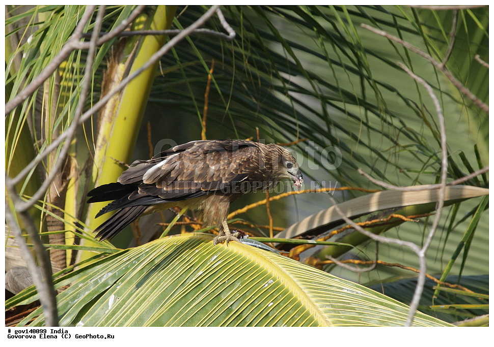 ������� �������, ���� ������, �����, ���������� �����, ��������, ��������, �����, �����, ��������, �����������, ������ �����, ������ �����, ����������, Accipitridae, XYZ, ���������� ������, Haliastur indus