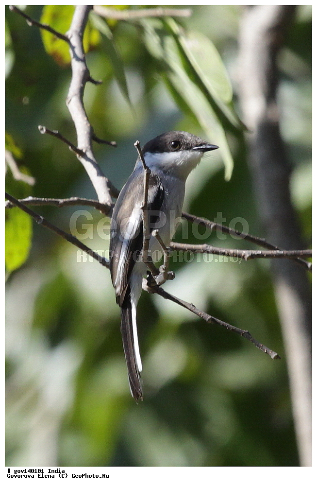 ��������, �������� ����, ������������ ���� ���� �������, ���� �����������, ����������, �����, ���������� �����, ��������, ��������, �����, �����, ��������, �����������, �������������, Campephagidae, XYZ, ϸ����� ���������, ������� ���������, ����������� ������������ ���������, Hemipus picatus