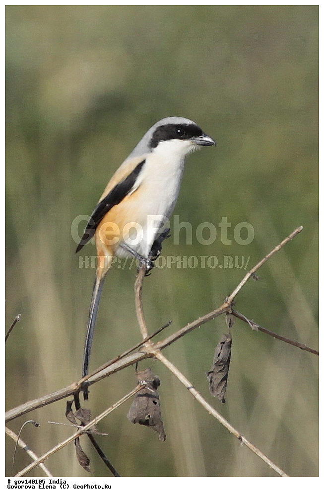 ��������, �������� ����, ������������ ���� ���� �������, ���� �����������, ����������, �����, ���������� �����, ��������, ��������, �����, �����, ��������, �����������, �������������, Laniidae, XYZ, ������������� ���������, Lanius schach