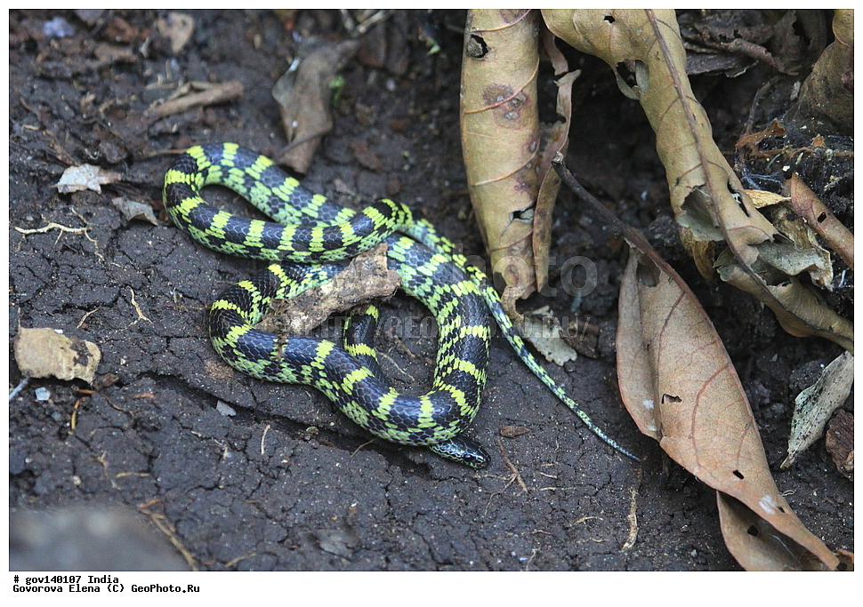 ������������ ���� ������, ������� �������, ���� ������, �����, ���������� �����, ��������, ��������, ��������������, ��������������, ��������, ��������, ����, ����, XYZ, �����������, Colubridae, ������������� ��������, Lycodon travancoricus, Cercaspis travancoricus, Lycodon aulicus travancoricus