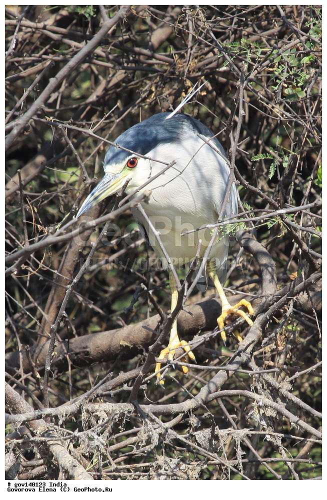 ������������ ���� �������� �����, ���������, ���� ����������, �����, ���������� �����, ��������, ��������, �����, �����, ��������, �����������, ��������, Ardeidae, XYZ, ������, ����������� ������, ������ �����, Nycticorax nycticorax