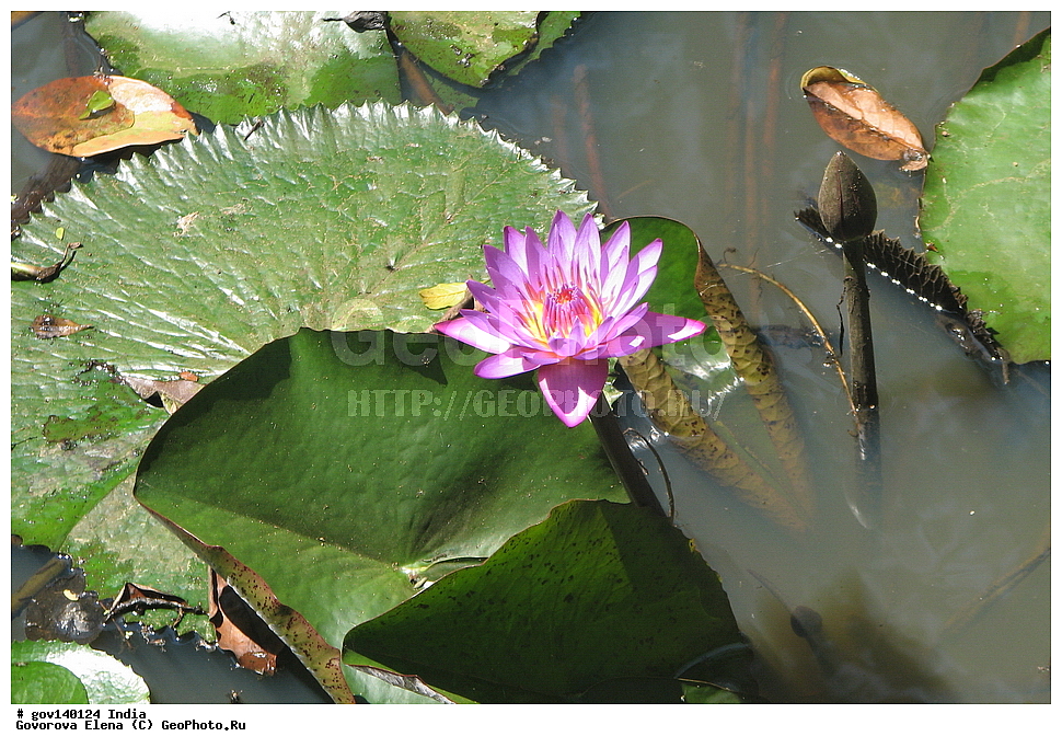 ������������ ���� ������, ������� �������, ���� ������, �����, ���������� �����, ������ ��������, ��������, �����, ���������� ��������, �������, ������� ��������, ������, �����, ����������� ��������, �����, ����������� ��������, �����, ����������� ��������, �����������, ������������ ��������, ������������ ��������, ������������, ������������ �����������, �����������, ������������, XYZ, �����������, ���������, Nymphaeaceae, �������� ���������, �������� ����������, Nymphaea nouchali, Nymphaea stellata