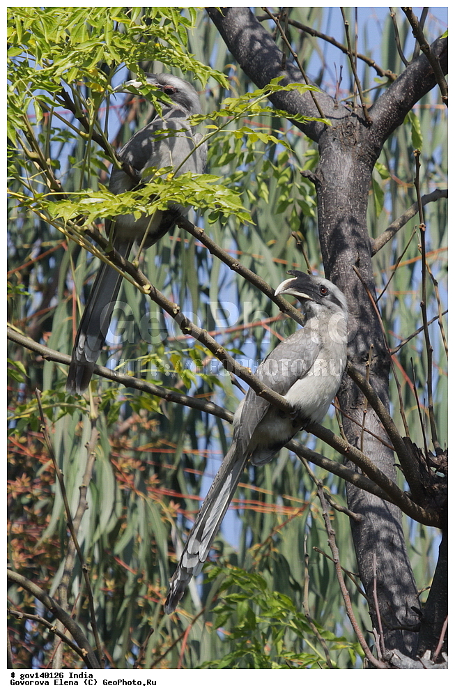 ��������, �������� ����, ������������ ���� ���� �������, ���� �����������, ����������, �����, ���������� �����, ��������, ��������, �����, �����, ��������, �����������, �����-��������, Bucerotidae, XYZ, ��������� ����� ���, ��������� ����� ����, Ocyceros birostris