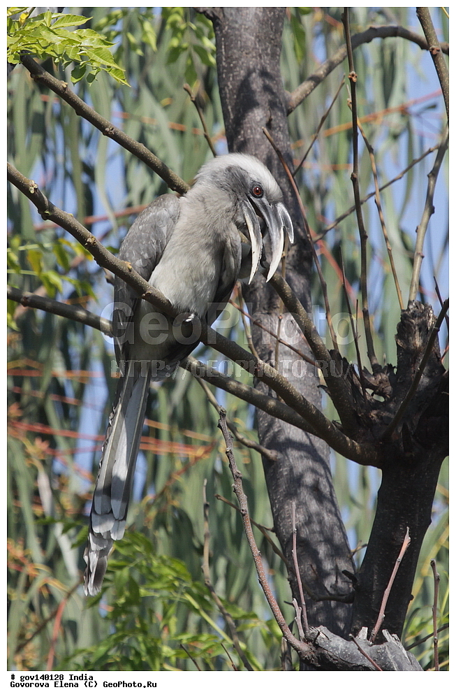 ��������, �������� ����, ������������ ���� ���� �������, ���� �����������, ����������, �����, ���������� �����, ��������, ��������, �����, �����, ��������, �����������, �����-��������, Bucerotidae, XYZ, ��������� ����� ���, ��������� ����� ����, Ocyceros birostris