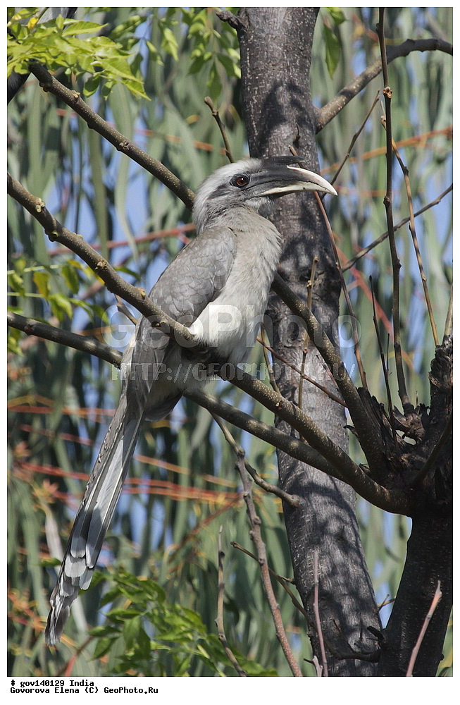 ��������, �������� ����, ������������ ���� ���� �������, ���� �����������, ����������, �����, ���������� �����, ��������, ��������, �����, �����, ��������, �����������, �����-��������, Bucerotidae, XYZ, ��������� ����� ���, ��������� ����� ����, Ocyceros birostris