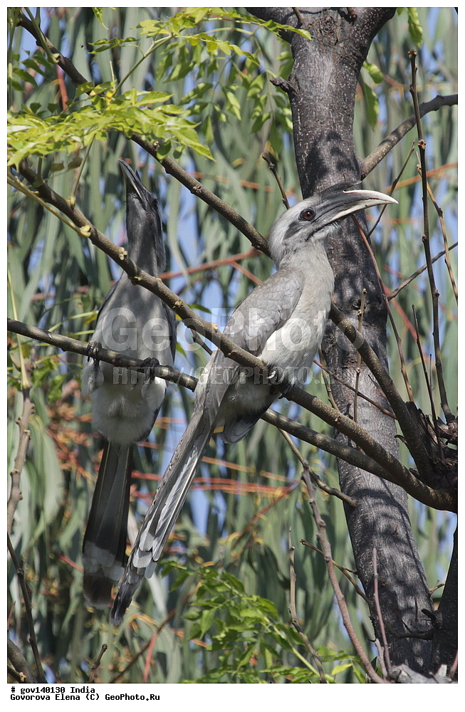 ��������, �������� ����, ������������ ���� ���� �������, ���� �����������, ����������, �����, ���������� �����, ��������, ��������, �����, �����, ��������, �����������, �����-��������, Bucerotidae, XYZ, ��������� ����� ���, ��������� ����� ����, Ocyceros birostris