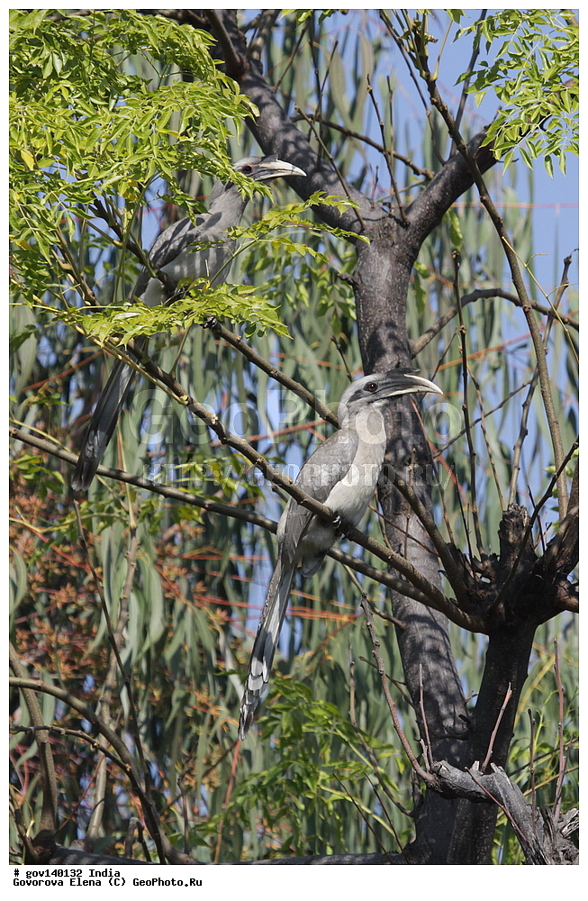 ��������, �������� ����, ������������ ���� ���� �������, ���� �����������, ����������, �����, ���������� �����, ��������, ��������, �����, �����, ��������, �����������, �����-��������, Bucerotidae, XYZ, ��������� ����� ���, ��������� ����� ����, Ocyceros birostris