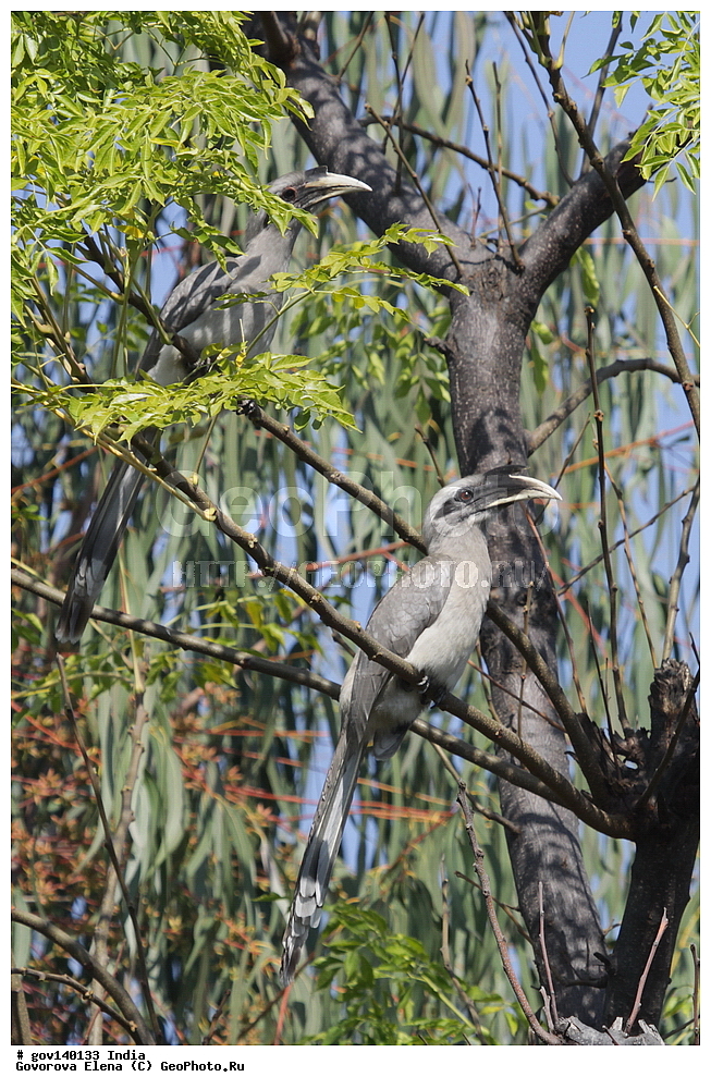 ��������, �������� ����, ������������ ���� ���� �������, ���� �����������, ����������, �����, ���������� �����, ��������, ��������, �����, �����, ��������, �����������, �����-��������, Bucerotidae, XYZ, ��������� ����� ���, ��������� ����� ����, Ocyceros birostris