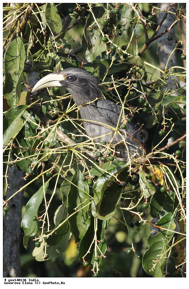 ������������ ���� ������, ������� �������, ���� ������, �����, ���������� �����, ��������, ��������, �����, �����, ��������, �����������, XYZ, �����-��������, Bucerotidae, ����������� ���, ����������� ����, Ocyceros griseus