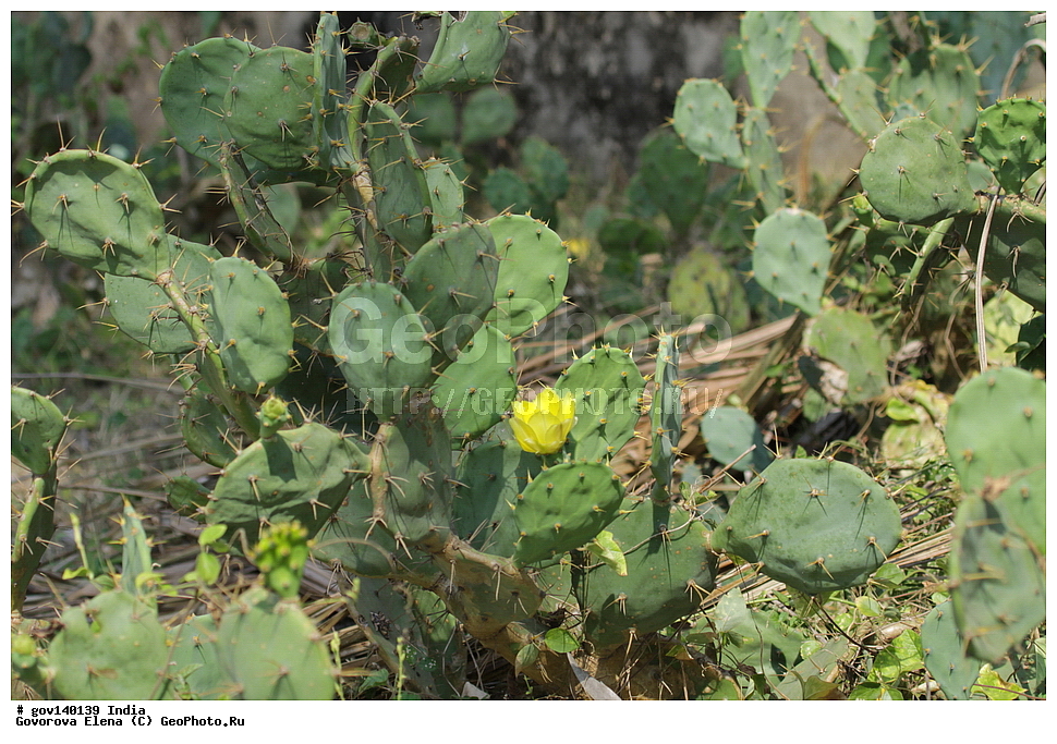 ������� �������, ���� ������, �����, ���������� �����, ������ ��������, ��������, �����, ���������� ��������, �������, ������� ��������, ������, �����, ����������� ��������, �����, ����������� ��������, �����, ����������� ��������, �����������, ������������ ��������, ������������ ��������, ������������, ������������ �����������, �����������, ������������, XYZ, ����������, �������, Cactaceae, ��������� ����, ������� �����, ����, ����, Opuntia ficus-indica, Cactus chinensis, Cactus ficus-indica, Cactus opuntia, Opuntia arcei, Opuntia chinensis, Opuntia compressa, Opuntia cordobensis, Opuntia megacantha, Opuntia paraguayensis